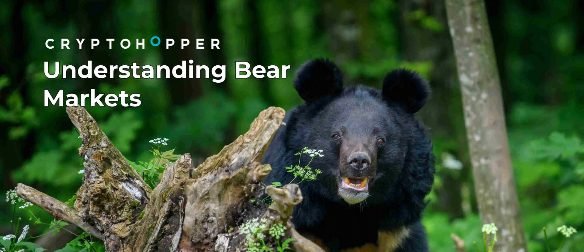 Understanding Bear Markets