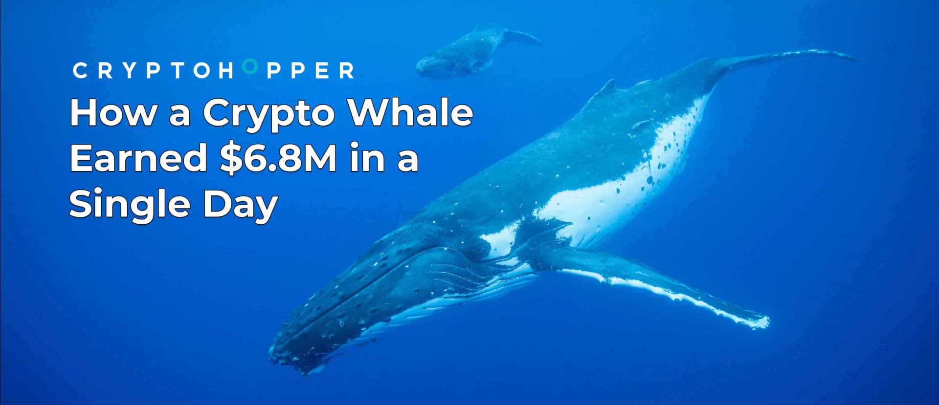 How a Crypto Whale Earned $6.8M in a Single Day